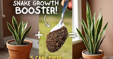 Snake Plant Not Growing? 5 Causes & Easy Fixes (Tested)