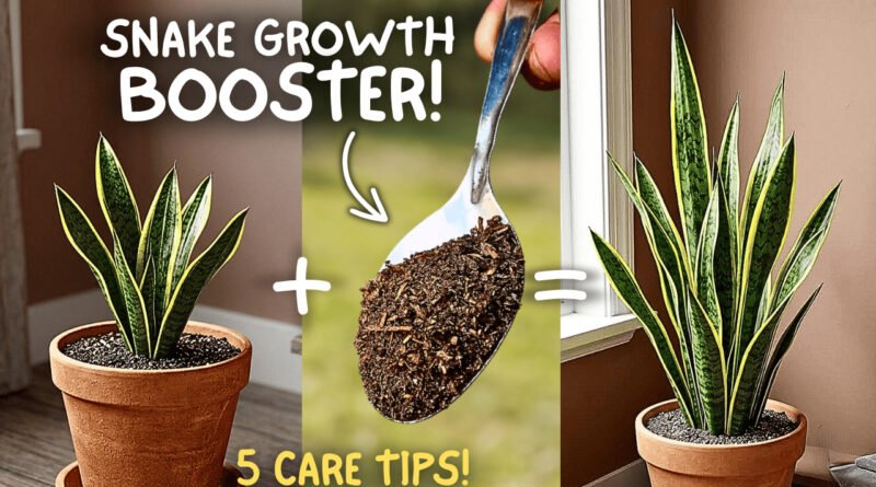 Snake Plant Not Growing? 5 Causes & Easy Fixes (Tested)