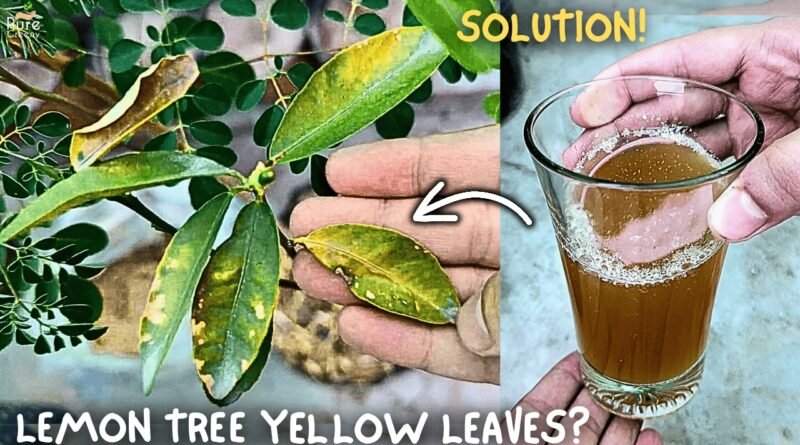 Why Are the Leaves on My Lemon Tree Turning Yellow? Causes and Solutions