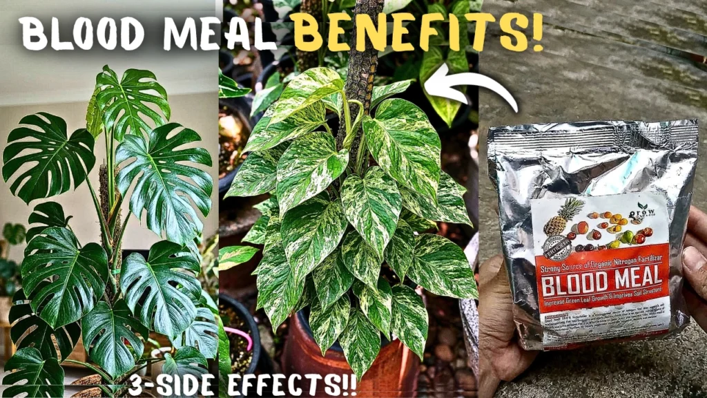 Blood Meal Fertilizer: What It Is, How to Use It, and Its Side Effects