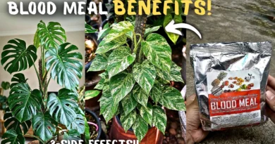 Blood Meal Fertilizer: What It Is, How to Use It, and Its Side Effects