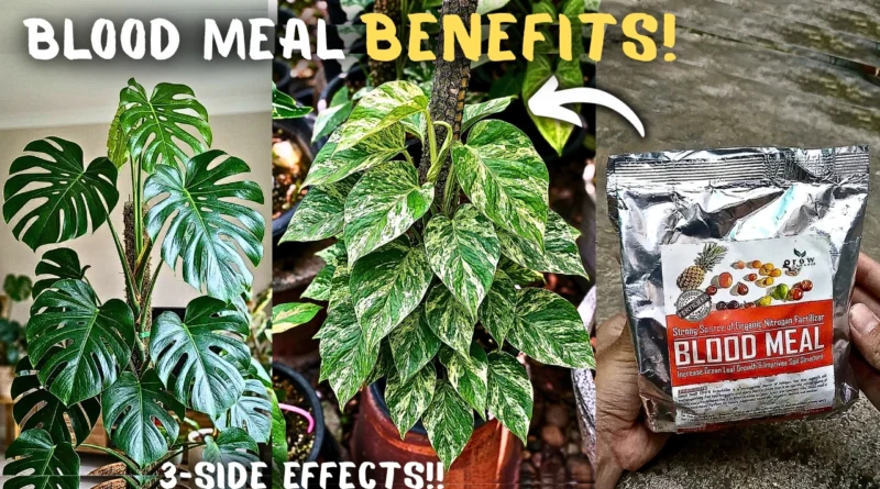 Blood Meal Fertilizer: What It Is, How to Use It, and Its Side Effects